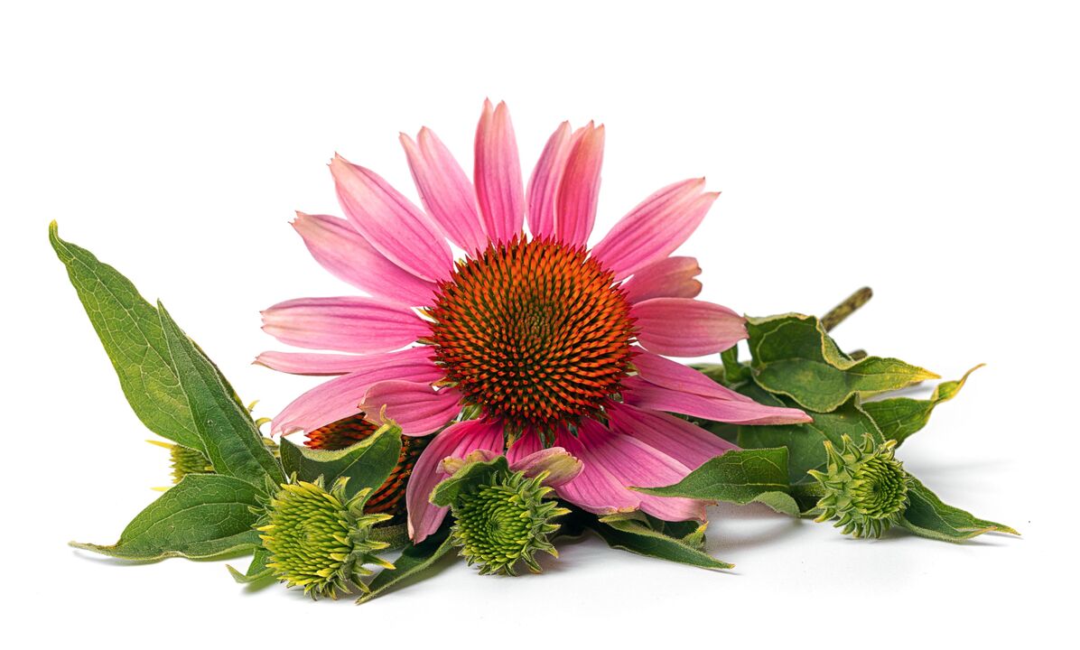 Echinacea in heart capsules