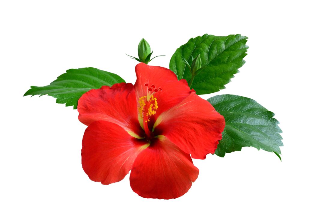 Ibisco flower as part of the heart capsules