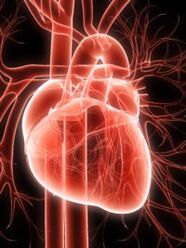 Vascular and hypertension cardio system